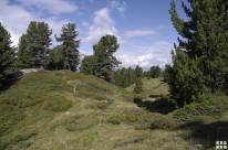 original Zirbenwald 4288x2848
